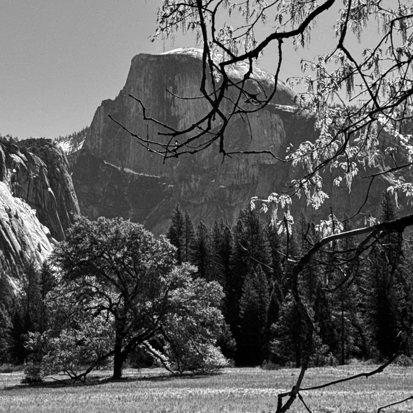 Cook's Meadow — Half Dome above, the great oak below